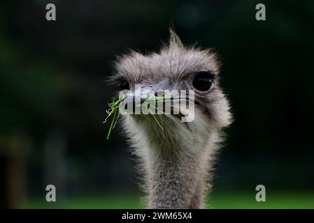 Der Kopf eines südafrikanischen Straußes im Dartmoor Zoo Park, Devon, England. Stockfoto