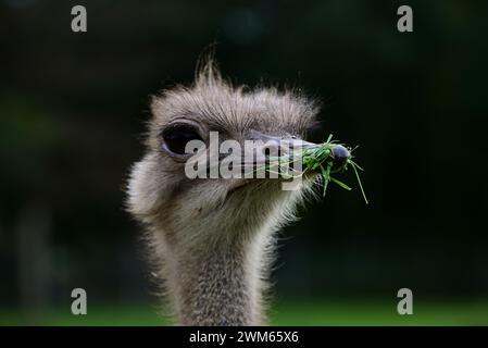 Der Kopf eines südafrikanischen Straußes im Dartmoor Zoo Park, Devon, England. Stockfoto