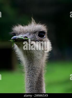 Der Kopf eines südafrikanischen Straußes im Dartmoor Zoo Park, Devon, England. Stockfoto