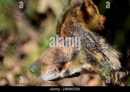 Ein männlicher iberischer Wolf im Dartmoor Zoo Park, Devon, England. Stockfoto