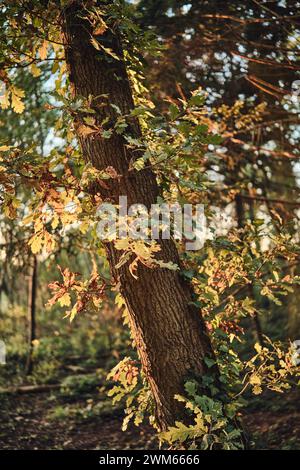 Oak Tree colorful leaves in autumn sun. High quality photo Stockfoto