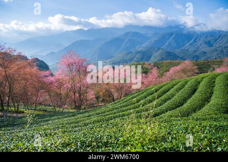 Kirschblüten in Sapa, Vietnam Stockfoto