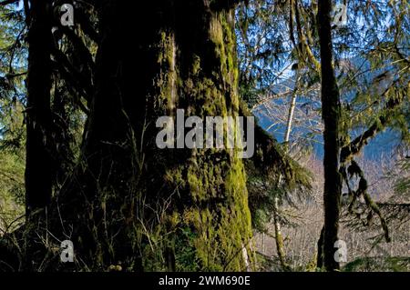 Alter Baum in einem Regenwald im Olympic National Park, Olympic Peninsula, Washington Stockfoto