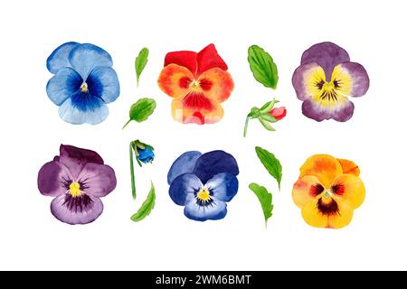 Stiefmütterchen-Set mit Wasserfarben. Handgezeichnete Illustration von Frühlingsblumen, isoliert auf weißem Hintergrund. Stockfoto