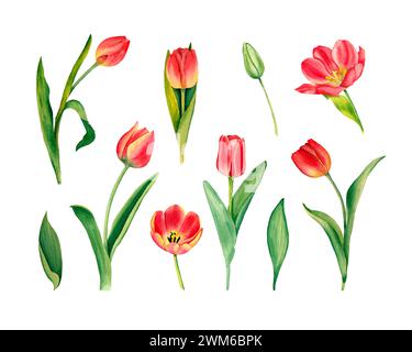 Tulpenset mit Aquarell. Handgezeichnete Illustration von Frühlingsblumen, isoliert auf weißem Hintergrund. Stockfoto