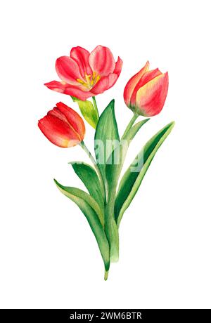 Tulpenstrauß. Aquarellillustration, isoliert auf weißem Hintergrund. Zur Dekoration und Gestaltung von Drucken, Karten, Stoffen, Textilien, Feiertagen Stockfoto