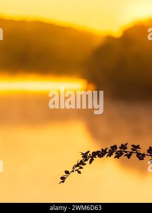 Während die Sonne über dem See Rådasjön in Mölndal, Schweden, aufgeht, leuchten Himmel und Wasser in einem warmen goldenen Farbton. Ein einziger, zarten Zweig ist mit einer Silhouette versehen Stockfoto