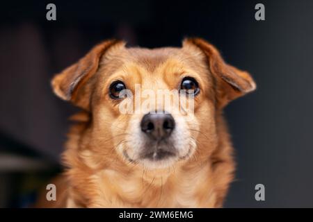 Rothaariger kleiner Hund zu Hause Nahaufnahme Porträt Stockfoto