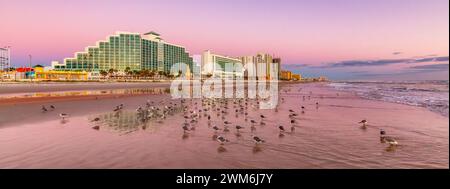 Vögel am Sandstrand mit Gebäuden im Hintergrund. Sonnenaufgang in Bibrant. Daytona Beach, Florida, Usa. Stockfoto