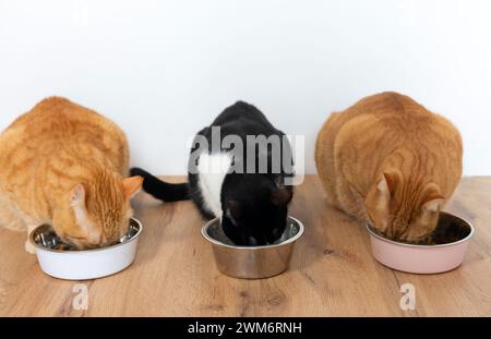 Drei Katzen, die aus Schüsseln essen - Haustiere Stockfoto