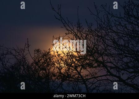Full Cold Moon der Full Cold Moon erhebt sich über Ackerland im ländlichen Essex Essex Chadwell St Mary UK Copyright: XMartinxDaltonx Full Cold Moon 24-224 MD 0046 Stockfoto