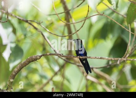 Männliche blaugekrönte Woodnymphe (Thalurania colombica), die in einem Baum in der El Dorado Lodge in der Nähe von Minca, Kolumbien, thront Stockfoto