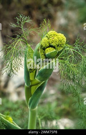 Nahaufnahme von Knospen, Sepalen und Gefäßen von Ferula communis, Riesenfenchel, der in Mittelmeerländern verbreitet ist Stockfoto