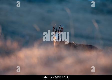 AlpenGämse, Rupicapra rupicapra, bei Sonnenaufgang in einem alpinen Grasland. italienische Alpen. Tier in freier Wildbahn. Stockfoto