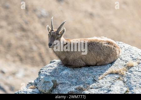 Weiblicher Alpensteinbock (Capra Steinbock), der auf einem Felsen am Rande einer Klippe liegt, Alpen, Italien. Stockfoto