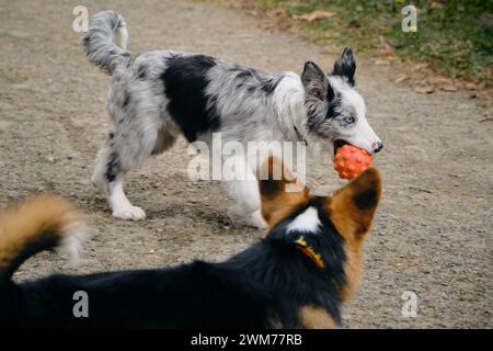 Grey Merle Border Collie Welpe spielt auf einem Spaziergang mit einem Ball und einem walisischen Corgi Pembroke Tricolor. Zwei charmante, freundliche Hunde trafen sich in einem Springpark Stockfoto