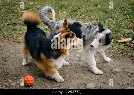 Grey Merle Border Collie Welpe spielt auf einem Spaziergang mit einem Ball und einem walisischen Corgi Pembroke Tricolor. Zwei charmante, freundliche Hunde trafen sich in einem Springpark Stockfoto