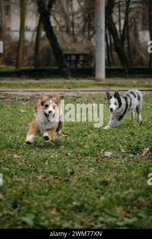 Der graue Merle-Collie-Welpe spielt mit dem walisischen Corgi Pembroke Tricolor Aufholjagd. Zwei fröhliche Hunde, die aktiv und energisch Zeit mit dem Gehen verbringen Stockfoto