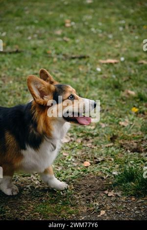 Der walisische Corgi ist ein kleiner Hirtenhund mit einem dreifarbigen Fell aus weißem, braunem und schwarzem Fell. Kleiner Hirte spaziert im Frühlingspark, Seitenporträt. Stockfoto