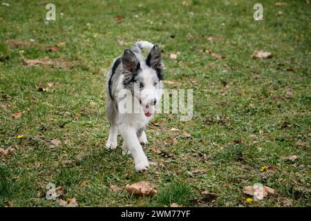 Bezaubernde blauäugige Border Collie Hündchen grau Merle Farbe spaziert im Frühling im Park auf dem grünen Gras. Glückliche aktive Bewegungsphase des jungen Hundes. Stockfoto