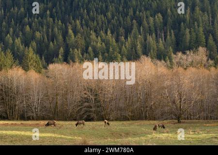 Roosevelt Elch, Cervus elaphus, Herde, die auf Gehöft in der Nähe des Quinault River im Olympic National Park, Olympic Peninsula, Washington weidet Stockfoto