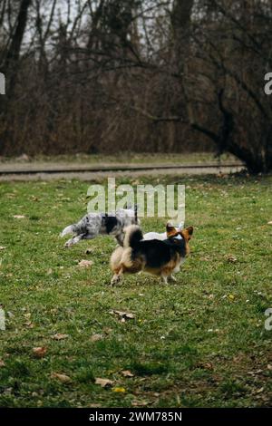 Grey Merle Welpe Border Collie spielt mit walisischem Corgi Pembroke und französischer Bulldogge. Lustige Hunde verbringen aktiv und energisch Zeit Stockfoto