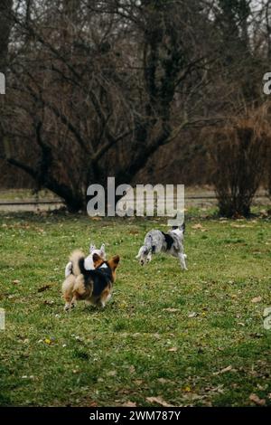 Grey Merle Welpe Border Collie spielt mit walisischem Corgi Pembroke und französischer Bulldogge. Lustige Hunde verbringen aktiv und energisch Zeit zu Fuß Stockfoto