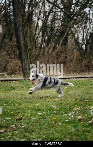 Bezaubernde blaue Augen Border Collie Hündchen grau Merle Farbe läuft im Frühling durch den Park auf dem grünen Gras. Glückliche aktive Bewegungsphase des jungen Hundes. Stockfoto