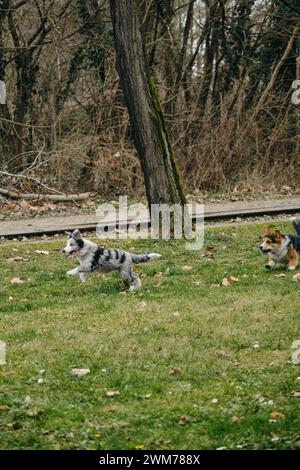 Der graue Merle-Collie-Welpe spielt mit dem walisischen Corgi Pembroke Tricolor Aufholjagd. Zwei fröhliche Hunde, die aktiv und energisch Zeit mit dem Gehen verbringen Stockfoto