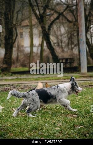 Der graue Merle-Collie-Welpe spielt mit dem walisischen Corgi Pembroke Tricolor Aufholjagd. Zwei fröhliche Hunde, die aktiv und energisch Zeit mit dem Gehen verbringen Stockfoto