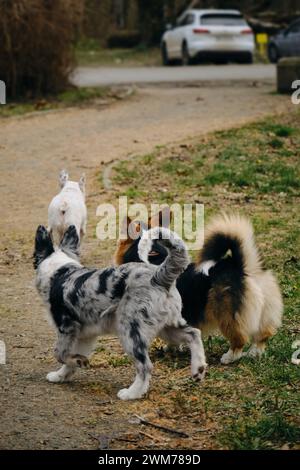 Ein graues Merle Border Collie Welpe steht neben einem walisischen Corgi Pembroke Tricolor und einer weißen französischen Bulldogge. Drei Hunde trafen sich auf einem Spaziergang im Park. Hinten Stockfoto
