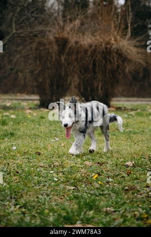 Bezaubernde blauäugige Border Collie Hündchen grau Merle Farbe spaziert im Frühling im Park auf dem grünen Gras. Glückliche aktive Bewegungsphase des jungen Hundes. Stockfoto