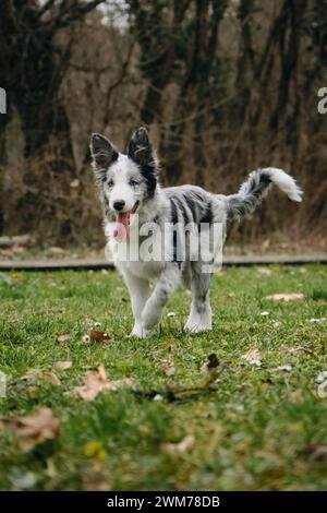 Bezaubernde blauäugige Border Collie Hündchen grau Merle Farbe spaziert im Frühling im Park auf dem grünen Gras. Glückliche aktive Bewegungsphase des jungen Hundes. Stockfoto