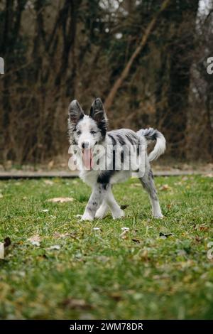 Bezaubernde blauäugige Border Collie Hündchen grau Merle Farbe spaziert im Frühling im Park auf dem grünen Gras. Glückliche aktive Bewegungsphase des jungen Hundes. Stockfoto