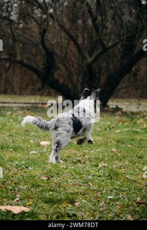 Im Frühjahr zieht sich der charmante Border Collie Hündchen in grau Merle durch den Park auf dem grünen Gras. Glückliche aktive Bewegungsphase des jungen Hundes. Rückansicht. Stockfoto