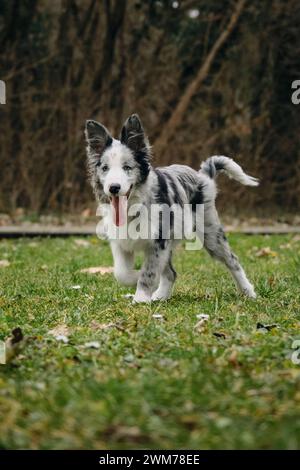 Bezaubernde blauäugige Border Collie Hündchen grau Merle Farbe spaziert im Frühling im Park auf dem grünen Gras. Glückliche aktive Bewegungsphase des jungen Hundes. Stockfoto