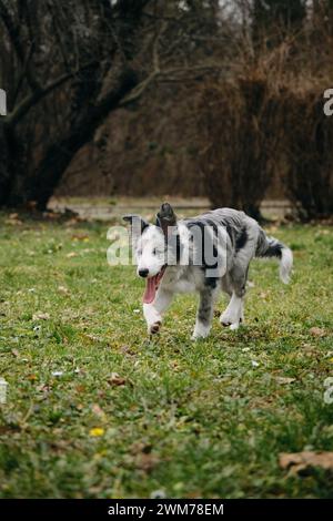 Bezaubernde blauäugige Border Collie Hündchen grau Merle Farbe spaziert im Frühling im Park auf dem grünen Gras. Glückliche aktive Bewegungsphase des jungen Hundes. Stockfoto