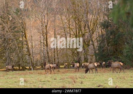 Roosevelt Elch, Cervus elaphus, Herde, die auf Gehöft in der Nähe des Quinault River im Olympic National Park, Olympic Peninsula, Washington weidet Stockfoto