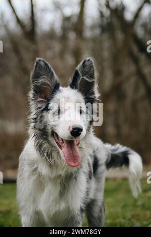 Bezaubernde blauäugige Border Collie Hündchen grau Merle Farbe spaziert im Frühling im Park auf dem grünen Gras. Fröhliches, aktives Junghund-Porträt, Vorderansicht. Stockfoto