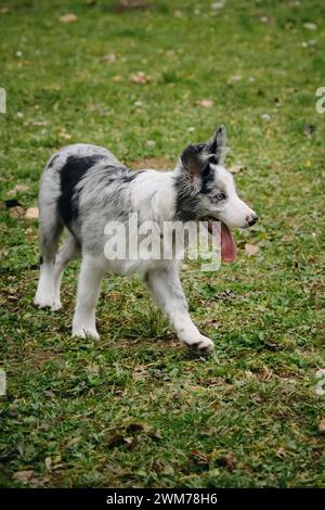 Bezaubernde blauäugige Border Collie Hündchen grau Merle Farbe spaziert im Frühling im Park auf dem grünen Gras. Glückliche aktive Bewegungsphase des jungen Hundes. Stockfoto