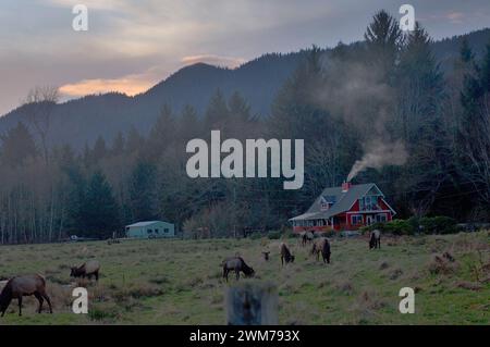 Roosevelt Elch, Cervus elaphus, Herde, die auf Gehöft in der Nähe des Quinault River im Olympic National Park, Olympic Peninsula, Washington weidet Stockfoto