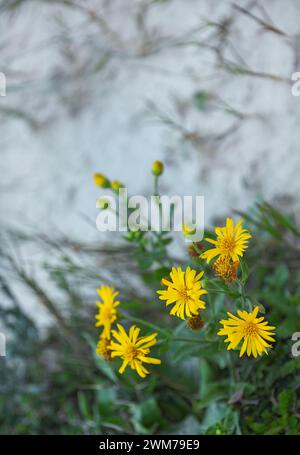 Vertikaler Hintergrund mit gelben Blüten für alle Inschriften Stockfoto