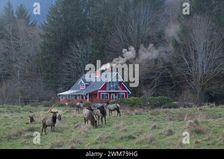 Roosevelt Elch, Cervus elaphus, Herde, die auf Gehöft in der Nähe des Quinault River im Olympic National Park, Olympic Peninsula, Washington weidet Stockfoto