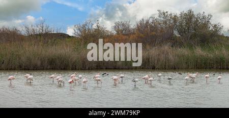 Gruppe von wunderschönen rosa und grauen Flamingos auf einem Hintergrund von Wasser Stockfoto