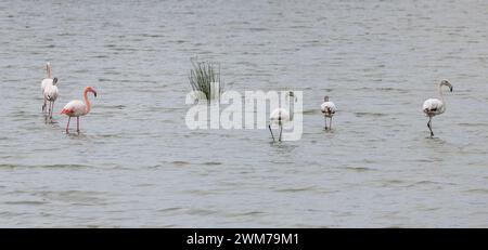 Gruppe von wunderschönen rosa und grauen Flamingos auf einem Hintergrund von Wasser Stockfoto