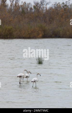 Gruppe von wunderschönen rosa und grauen Flamingos auf einem Hintergrund von Wasser Stockfoto