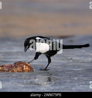 Eurasische Magpie ( Pica pica ) auf einem gefrorenen See mit etwas Aas, Kontrolle / Prüfung, Aas, Wildtiere, Europa. Stockfoto