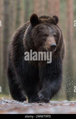 Braunbär ( Ursus arctos ) beim Gehen über nassen Boden, vor einem borealen Wald, beeindruckende Begegnung, Frontalaufnahme, Tiefblick, Europa. Stockfoto