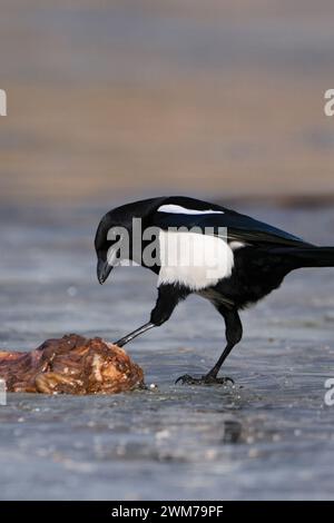 Eurasische Magpie ( Pica pica ) auf einem gefrorenen See mit etwas Aas, Kontrolle / Prüfung, Aas, Wildtiere, Europa. Stockfoto