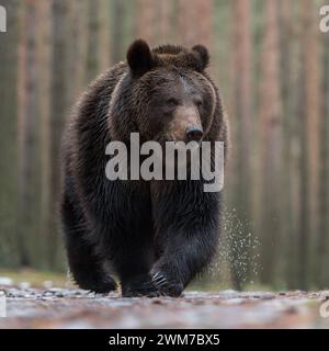 Europäischer Braunbär Ursus arctos läuft mit kritischem Blick direkt auf den am Boden liegenden Fotografen zu, Aufnahme aus der Mäuseperspektive, sehr schön sind die messerspitzen langen gefährlich Krallen des Bären zu sehen *** Braunbär Ursus arctos über nassen Boden, vor einem borealen Wald, beeindruckende Begegnung, Frontalaufnahme, Tiefpunkt, Europa. Europa Stockfoto